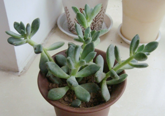 Understand the reasons for the excessive growth of succulent plants and make your succulent plants fat.