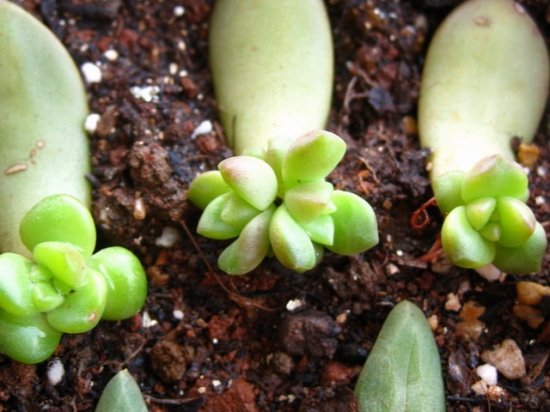 What is the suitable sowing temperature for succulent plants?