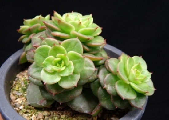 How do succulent plants grow long? Beheading and heart picking are the most common!