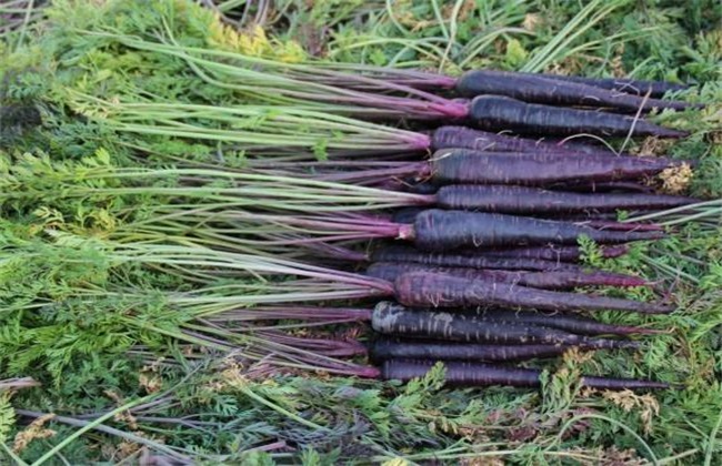 Planting techniques of purple carrot