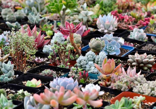 To cultivate succulent plants, you should understand the composition, usage and function of various soils.