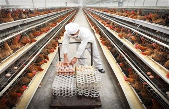 Factors Affecting the Decline of Laying Rate of Laying Hens