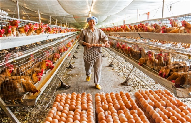 Causes and Countermeasures of Feed waste in Chicken Farm