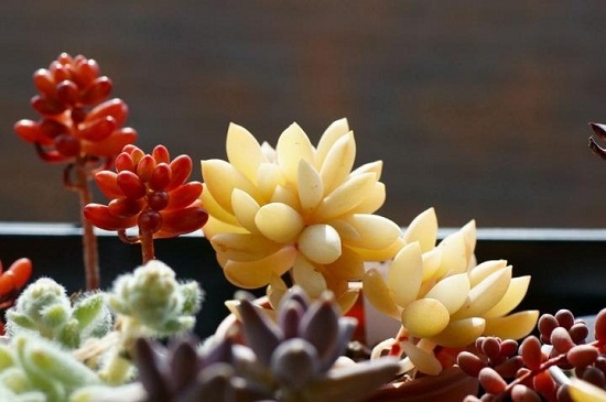 How do succulent plants grow in spring?