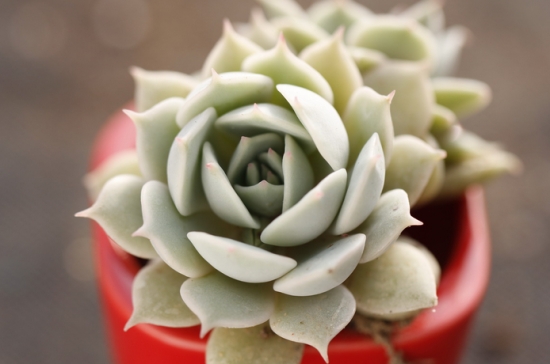 Can succulent plants purify the air?