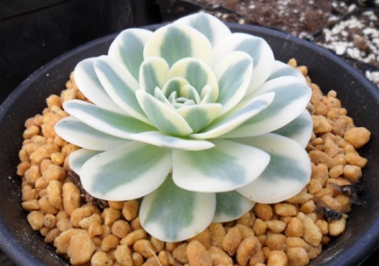 How to raise the succulent plant Fuji? let's take a look at the growth habits of Fuji.