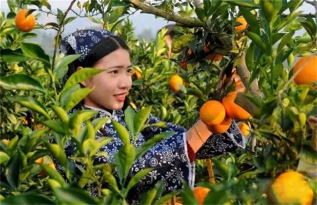 Fruit thinning time and method of navel orange