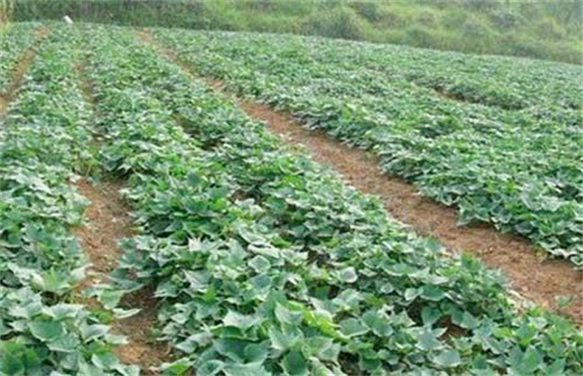 Causes and matters needing attention of rattan turning of sweet potato