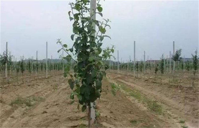 Causes and preventive measures of easy decline and death of young fruit trees
