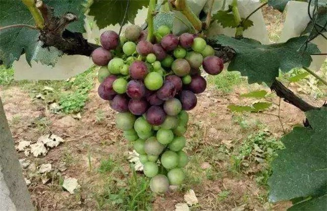 Factors affecting the coloring of grapes