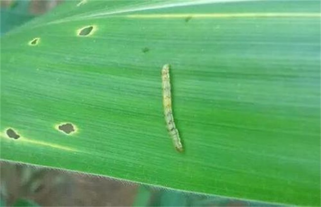 Causes of poor prevention and control of corn armyworm and correct control measures