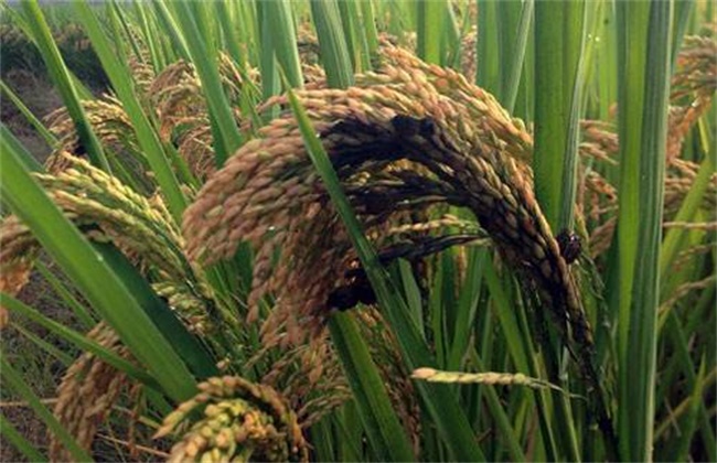 Symptoms and control methods of false smut in rice