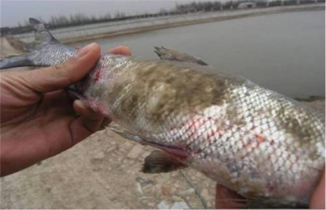 Why is fish disease difficult to treat? Characteristics of fish disease