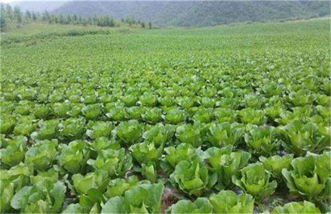 Key points of Seedling Management of Chinese Cabbage in Autumn
