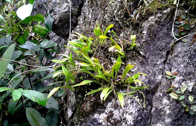 Growing Environment of Wild Dendrobium officinale