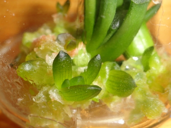 What is the tissue culture of succulent plants?