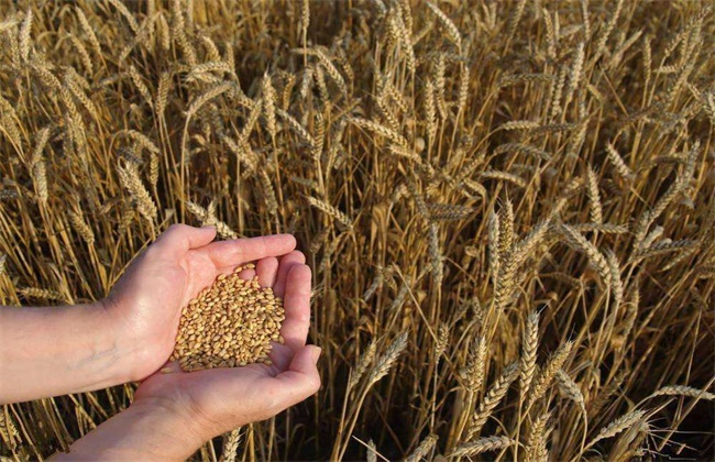 Methods and techniques of wheat seed selection