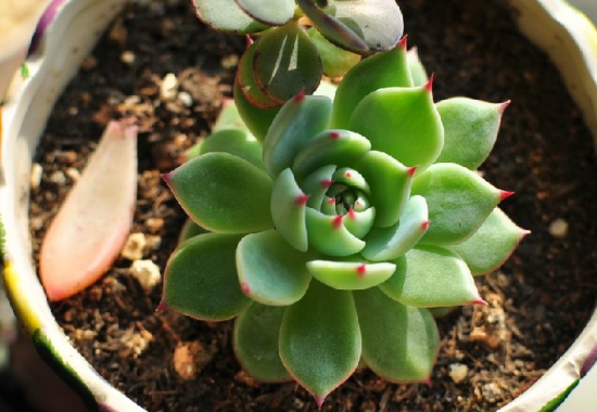 Sterilized alcohol can effectively help succulent plants to kill insects and bacteria.