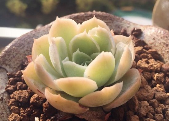 What is Laguna, a succulent plant? We can call it 