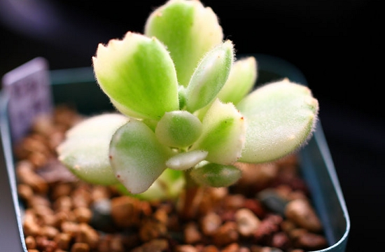 Breeding methods and matters needing attention of succulent plant white bear