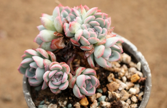 Techniques for fertilizing succulent plants. An article will let you know how to fertilize succulent plants.