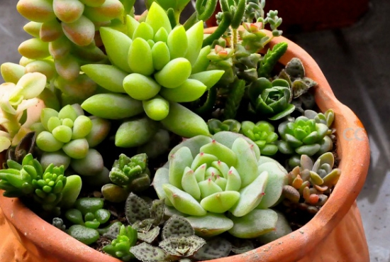 Attention should be paid to water control for succulent plants during dormant period (winter and summer)