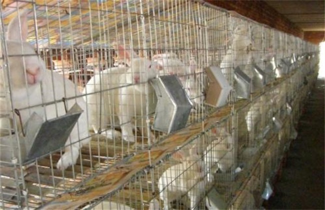 Basic knowledge of rabbit breeding