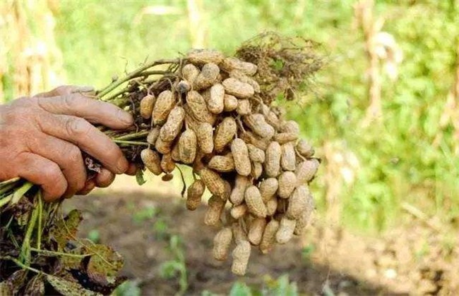 Factors affecting Peanut planting density