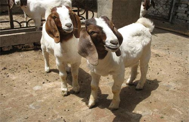 Estrus Identification of Boer Goats