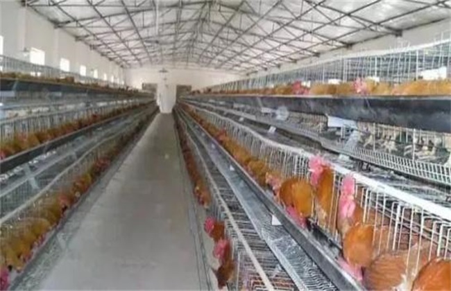 Why are some chicken farms easy to get sick?