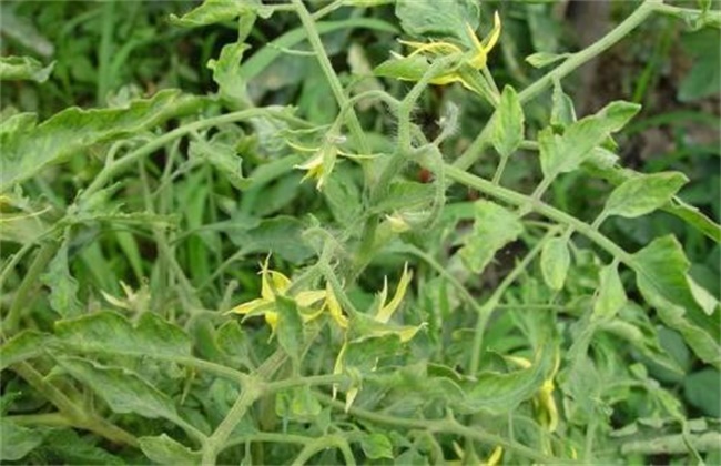 Causes and Preventive measures of Yellow leaves of Tomato