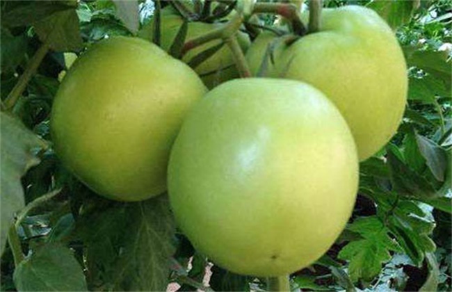 Causes and preventive measures of tomato yellow peel fruit