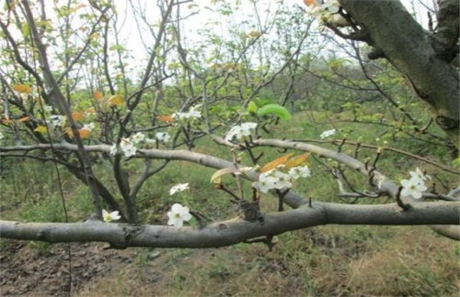 How to manage the flowering period of pear trees? Management techniques of flowering period of Pear trees