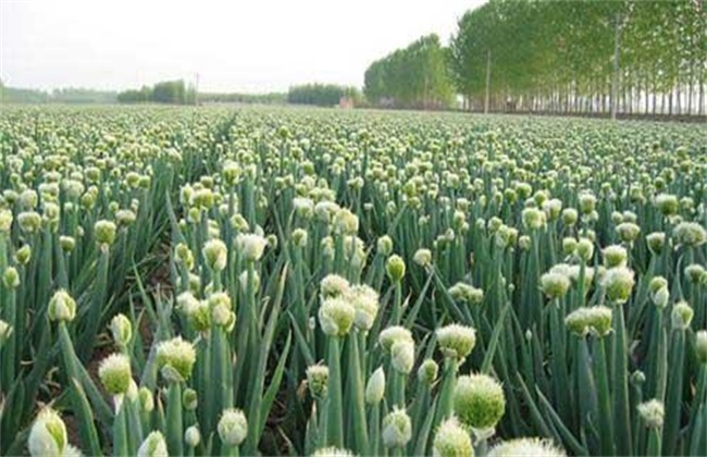 Causes of early bolting of onion and its control measures