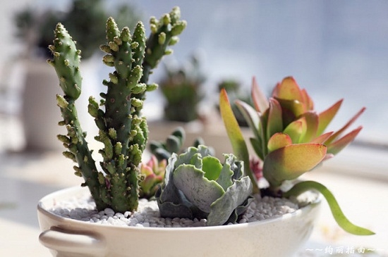 What are the varieties of winter succulent plants