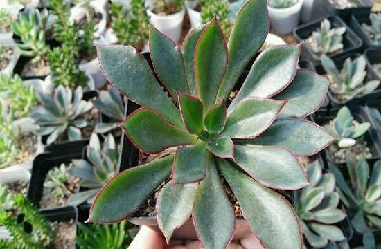 Minas succulent how to raise, Minas succulent plant pictures