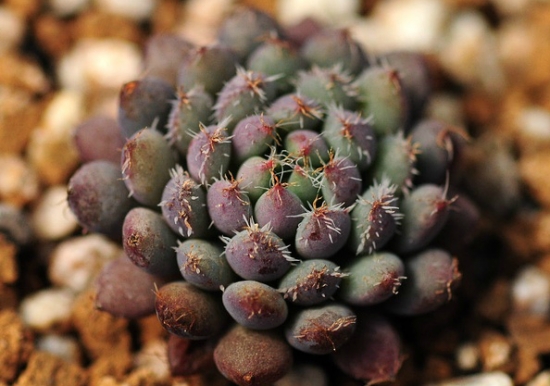 What is the small blue coat, the breeding methods and matters needing attention of the succulent plant