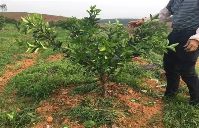 Points for attention in pruning citrus trees