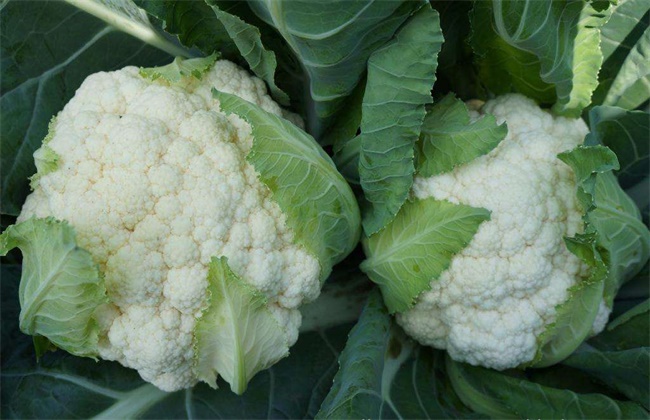 How to select cauliflower in planting