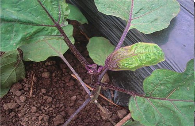 Reasons for the excessive growth of eggplant and its preventive measures
