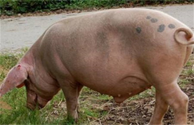 Causes and preventive measures of false pregnancy in sows