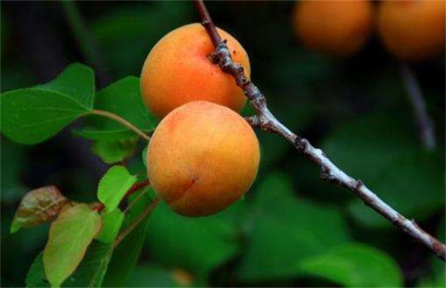 Causes of fruit cracking of apricot trees and preventive measures