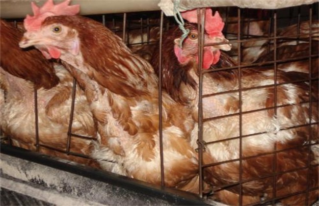 When is the best time to eliminate laying hens?