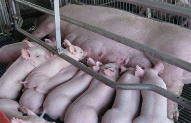 Four misunderstandings of introduction in Pig Farm