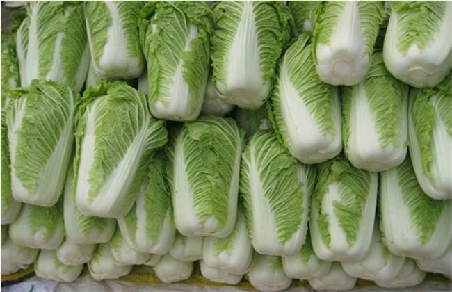 When will the Chinese cabbage be harvested?