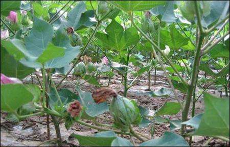 What about cotton late maturity?