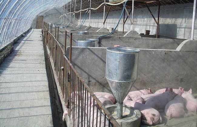 Matters needing attention in site selection of modern pig farm