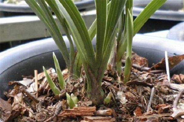 Does pine bark grow orchids need to add soil? without adding, it is easy to make the roots rot.