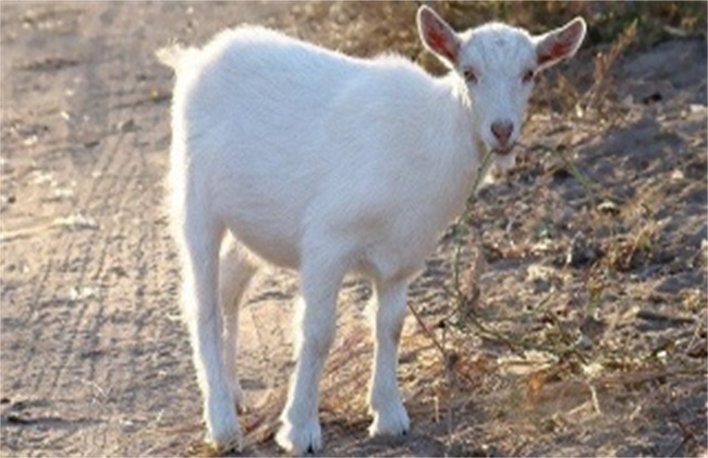 Matters needing attention in introduction of Goat