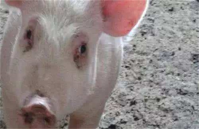 Causes of sub-health of sows and preventive measures